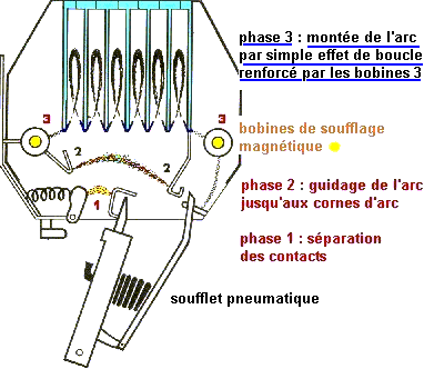 image cellule