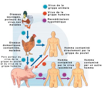 image cellule
