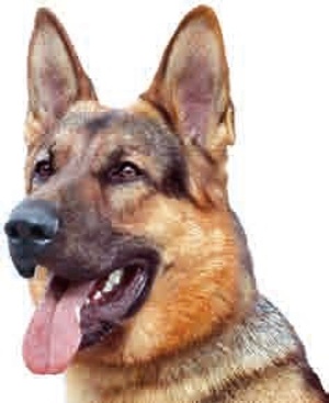 photo du kisomnou