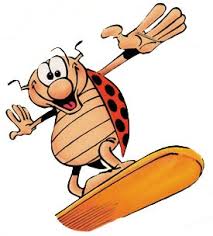 coccinelle