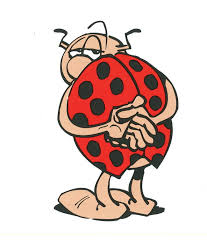 coccinelle