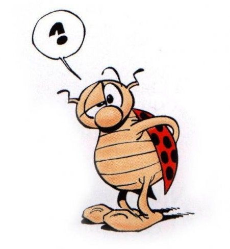 coccinelle